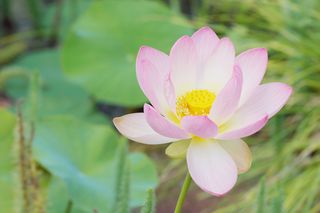 Rosafarbene Blüte einer geöffneten Lotosblume (Nelumbo). 