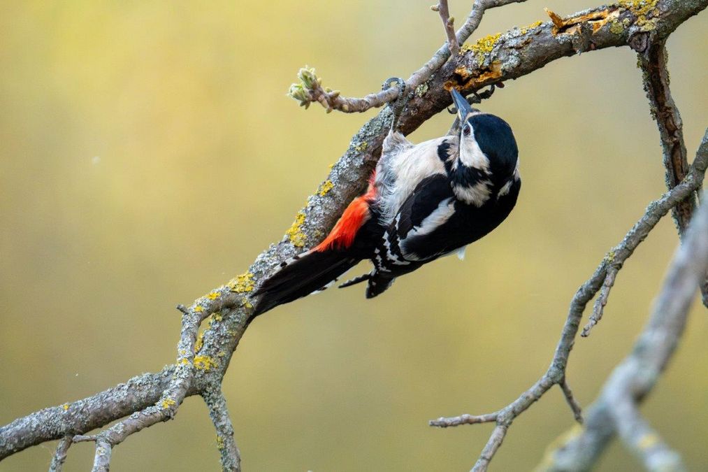 zur Vergrößerungsansicht des Bildes: Buntspecht (Dendrocopos major) im Botanischen Garten 2023, Foto: Hendrik Preuß