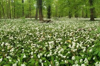 Frühjahrsaspekt im Leipziger Auwald, Foto: Rolf A. Engelmann