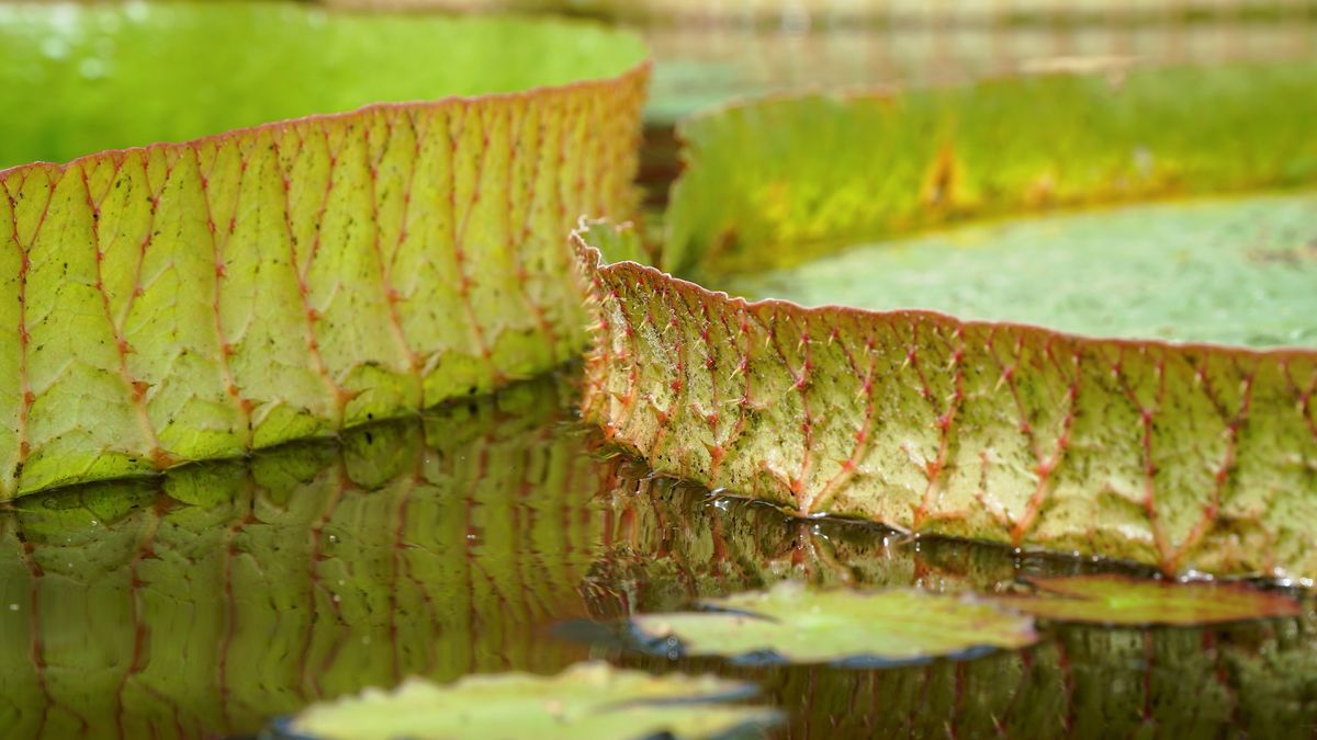 zur Vergrößerungsansicht des Bildes: Blätter der Riesenseerose (Victoria amazonica), Foto: Botanischer Garten