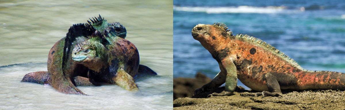 zur Vergrößerungsansicht des Bildes: Vielfalt der Meerechsen auf Galapagos