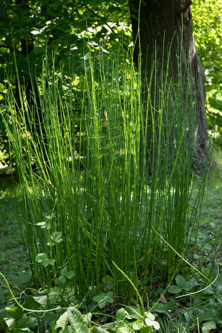 zur Vergrößerungsansicht des Bildes: Teich-Schachtelhalm (Equisetum fluviatile), Foto: Wolfgang Teschner