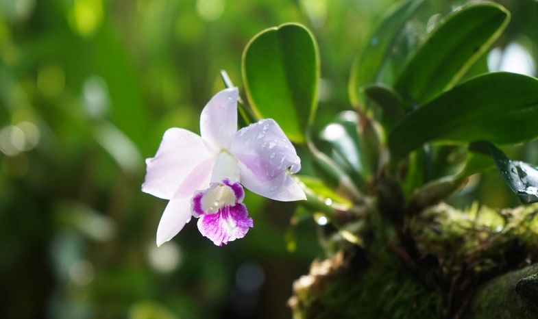 Orchideenschau im Botanischen Garten