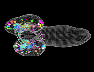 Farbige Darstellung verschiedener Nervenzellen im Gehirn einer Drosophila Larve