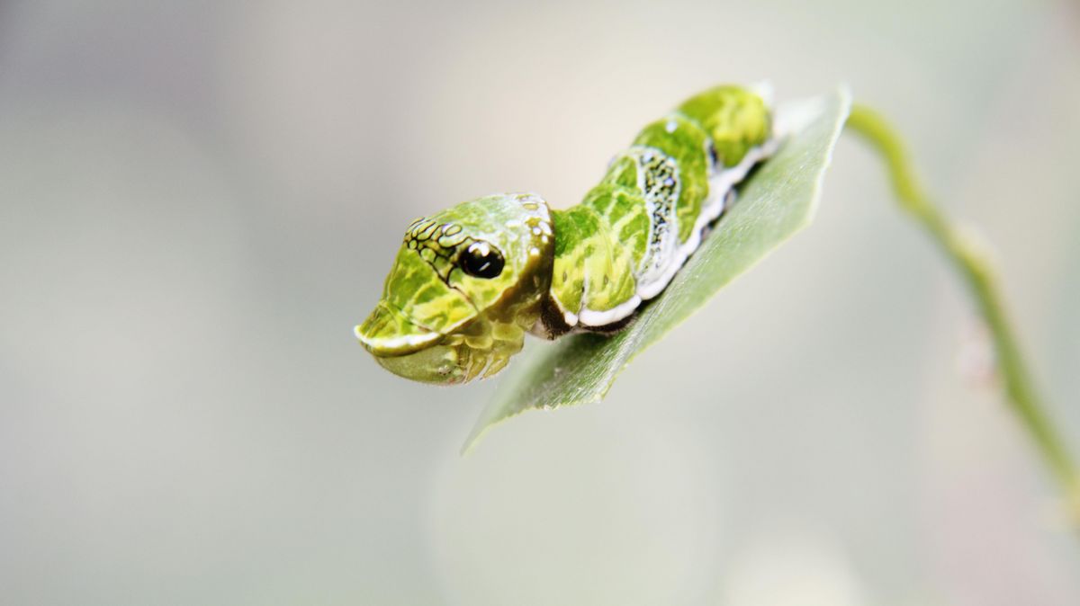 zur Vergrößerungsansicht des Bildes: Eine grüne Schmetterlingsraupe auf einem Blatt. Der Hintergrund ist unscharf.