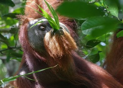 Ein männlicher Orang-Utan mit Flansch, der sich von Rotan-Tikus-Blättern ernährt.
