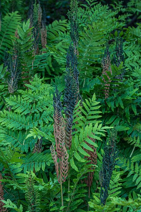 zur Vergrößerungsansicht des Bildes: Königsfarn (Osmunda regalis), Foto: Wolfgang Teschner