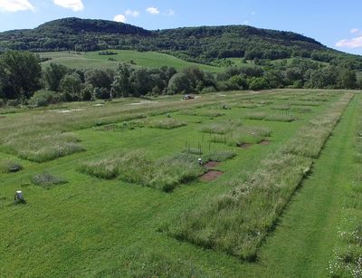 Field of Jena Experiment