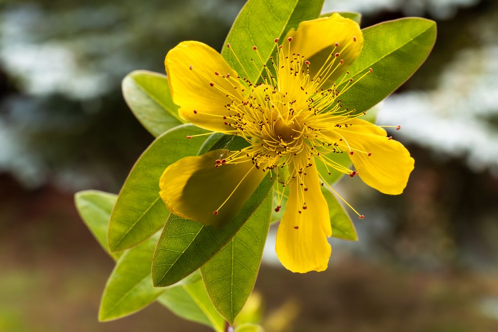 zur Vergrößerungsansicht des Bildes: Blüte des Großkelchigen Johanniskrauts (Hypericum calycinum); Foto: Wolfgang Teschner
