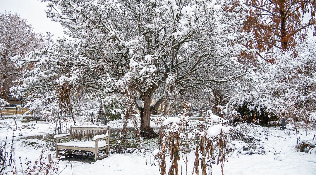 Kornellkirsche (Cornus mas) im Schnee, Foto: W. Teschner