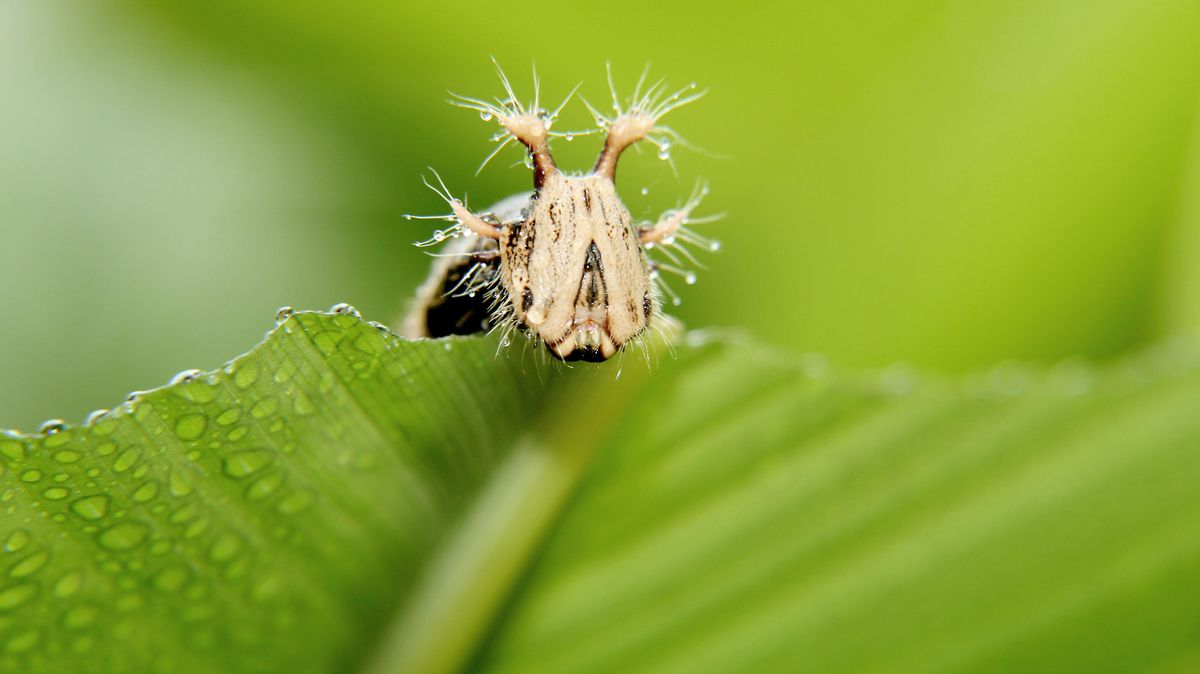 zur Vergrößerungsansicht des Bildes: Kopf eines Bananenfalters (Caligo eurilochus) von vorn während diese ein Bananenblatt frisst.