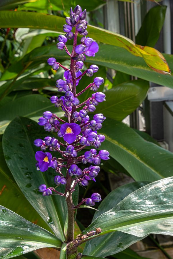 Aufrecht stehende Blütenrispe einer Dichorisandra reginae. Die Blüten sind violett bis lilafarben.