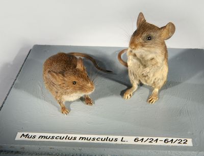 Präparate von Hausmäusen (Mus musculus)