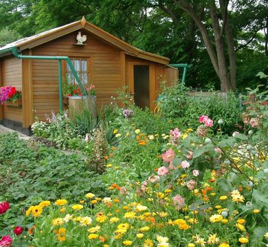Biodiverser Kleingarten.