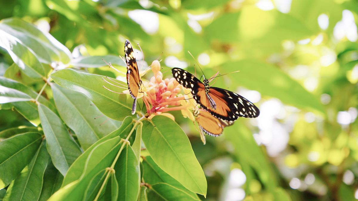 zur Vergrößerungsansicht des Bildes: Drei Schmetterlinge der Gattung Heliconius bei der Nektaraufnahme an einer Blüte im Schmetterlingshaus.