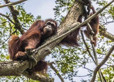 Orang-Utan