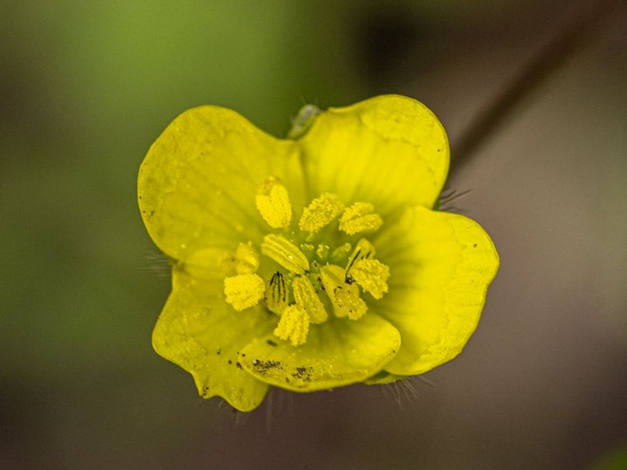 zur Vergrößerungsansicht des Bildes: Gelbe Blüte des Acker-Hahnenfuß (Ranunculus arvensis).