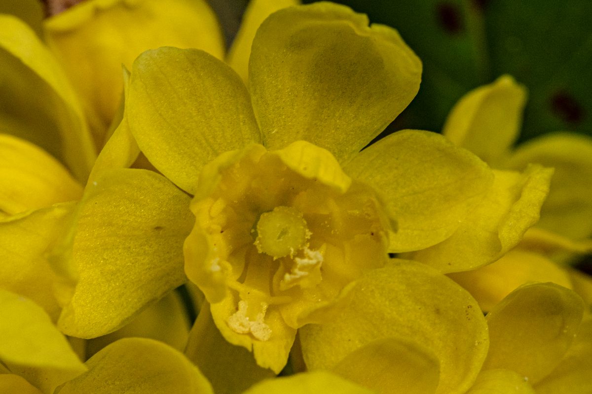 zur Vergrößerungsansicht des Bildes: Zugeklapptes Necktarblatt der Gewöhnlichen Mahonie (Berberis aquifolium), Foto: W. Teschner