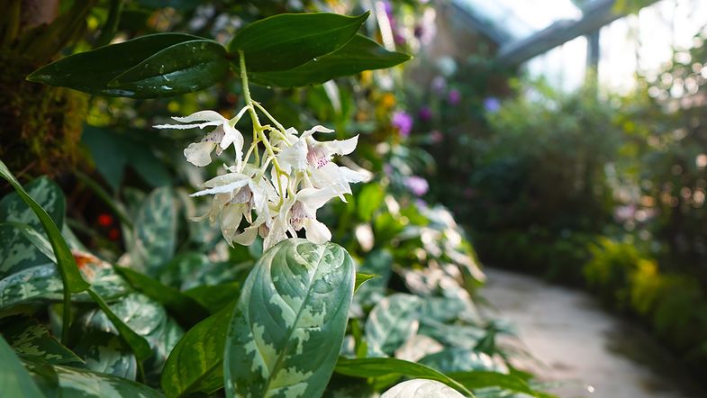 Orchideenschau im Botanischen Garten Leipzig; Foto: Botanischer Garten Leipzig