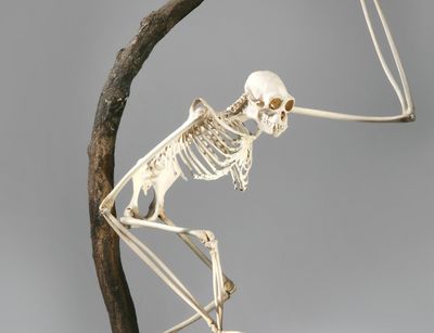 Skelett Gibbon (Hylobates leuciscus) auf einem Baum