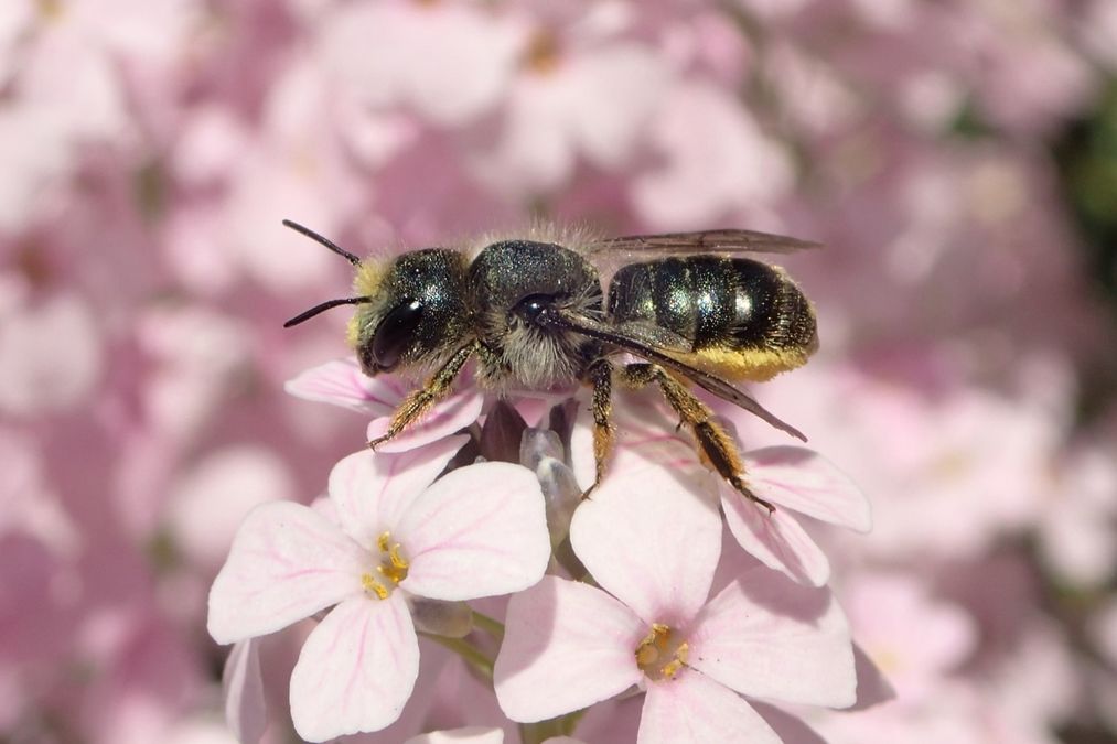 zur Vergrößerungsansicht des Bildes: Schöterich-Mauerbiene (Osmia brevicornis) im Botanischen Garten Leipzig, Foto: Maik Hausotte, det. Frank Burger