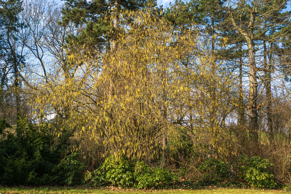 zur Vergrößerungsansicht des Bildes: Blühende Gemeine Hasel (Corylus avellana), Foto: Wolfgang Teschner