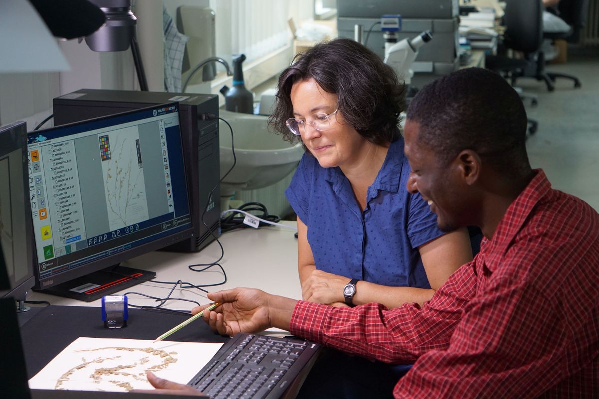 enlarge the image: The herbarium collection forms an integral part of scientific projects and for teaching, photo: P. Otto