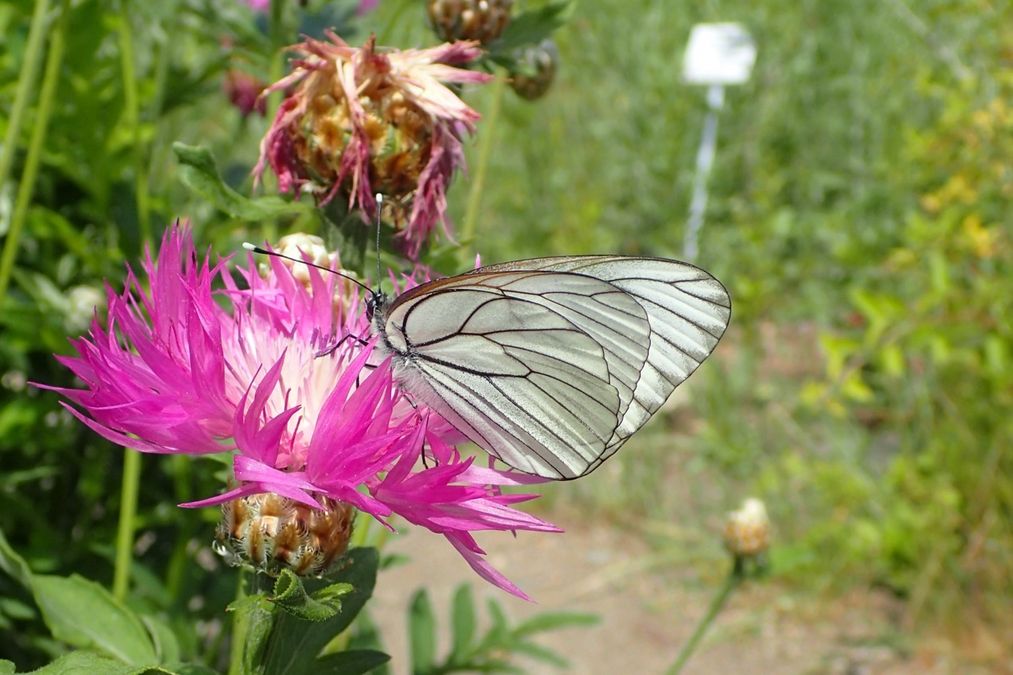 zur Vergrößerungsansicht des Bildes: Baumweißling (Aporia crataegi) im Botanischen Garten Leipzig, Foto: Maik Hausotte.