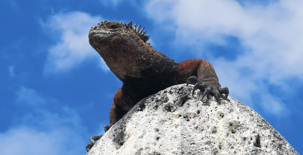 zur Vergrößerungsansicht des Bildes: Meerechsen auf den Galápagos-Inseln