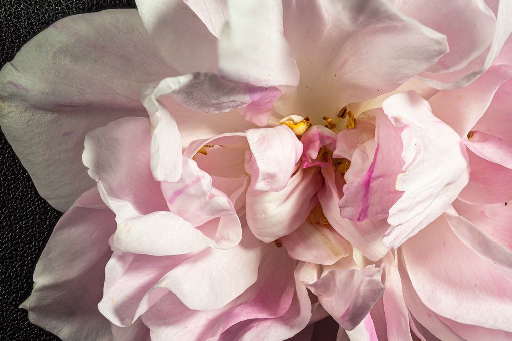 zur Vergrößerungsansicht des Bildes: Einzelne Blüte einer Damaszener-Rosen (Rosa × damascena), Foto: Wolfgang Teschner