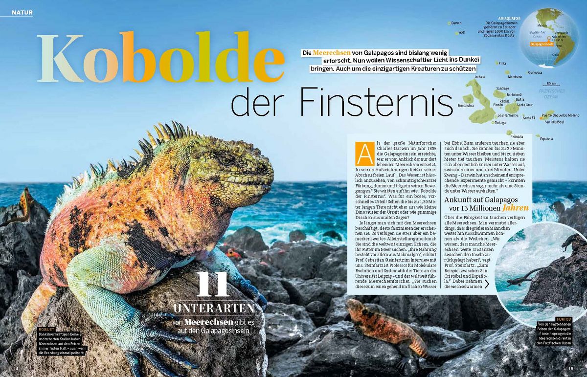 zur Vergrößerungsansicht des Bildes: Galapagos Meerechsen zur Paarungszeit, Bild: Matthäus Haase