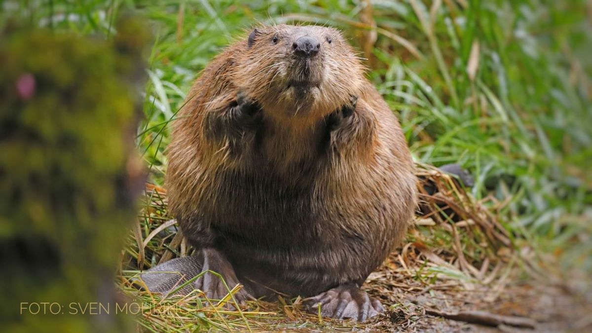 zur Vergrößerungsansicht des Bildes: Biber von vorne