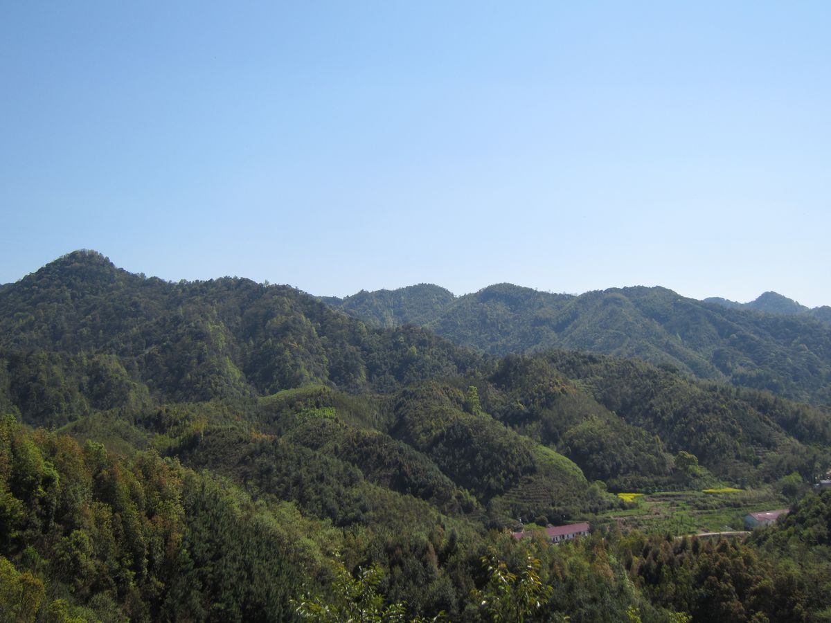 Panoramablick auf den Standort B im Frühjahr des Waldes im BEF China-Projekt