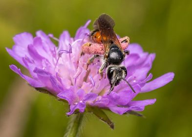 Knautia arvensis mit Knautien-Sandbiene, Foto: Gabriel Flöter Knautia arvensis mit Knautien-Sandbiene