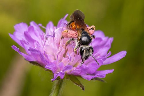 Universität Leipzig Insektenvielfalt im Botanischen Garten