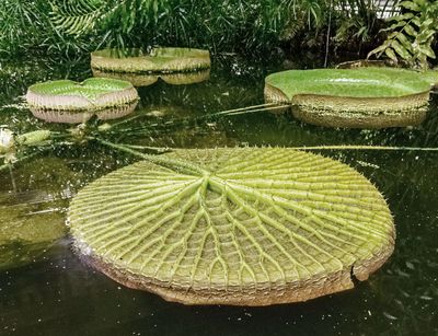 Blattunterseite eines schwimmenden Blattes der Riesenseerose Victoria amazonica.