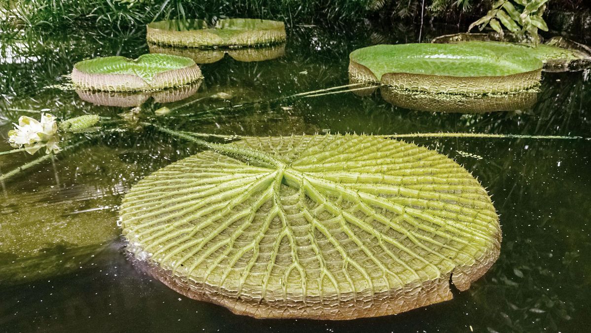 Blattunterseite eines schwimmenden Blattes der Riesenseerose Victoria amazonica.