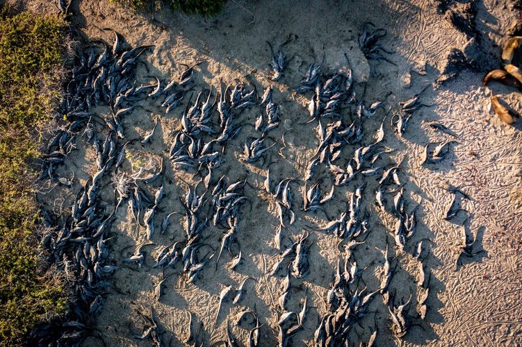 Drohnenaufnahme von Meerechsen auf der Insel Fernandina auf den Galapagos-Inseln.