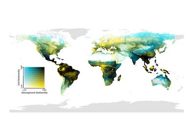 Die globale Verteilung der Überlappung oberirdischer (Säugetiere, Vögel, Amphibien und Pflanzen) sowie unterirdischer (Wirbellose im Boden, Pilze und Bakterien) biologischer Vielfalt. Dunkle Bereiche haben eine hohe biologische Vielfalt über dem und i Die globale Verteilung der Überlappung oberirdischer (Säugetiere, Vögel, Amphibien und Pflanzen) sowie unterirdischer (Wirbellose im Boden, Pilze und Bakterien) biologischer Vielfalt. Dunkle Bereiche haben eine hohe biologische Vielfalt über dem und im Boden; hellgelbe Bereiche eine hohe oberirdische biologische Vielfalt, aber geringe Vielfalt im Boden; blaue Bereiche haben eine niedrige oberirdische biologische Vielfalt, aber artenreiche Gemeinschaften im Boden; helle Gebiete sind oberhalb und unterhalb der Bodenoberfläche artenarm.