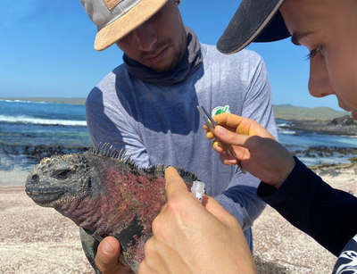 Probennahme bei einer Galapagos Meerechse
