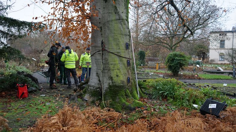 Messgeräte am Baumstamm der Blutbuche (Fagus sylvatica f. purpurea)