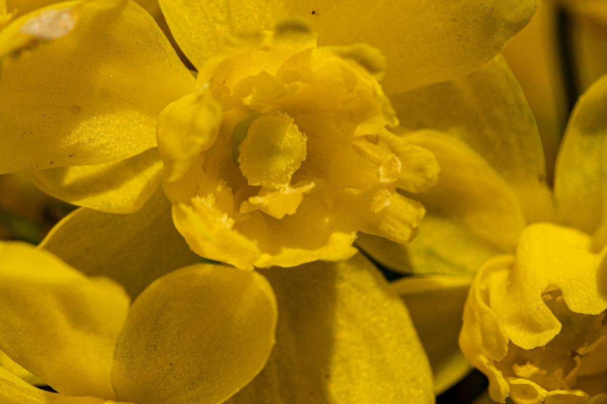 zur Vergrößerungsansicht des Bildes: Zugeklapptes Necktarblatt der Berberis aquifolium der Gewöhnlichen Mahonie (Berberis aquifolium).