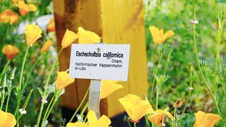 Hier im Vordergrund zu sehen, ein Pflanzenschild des Kalifornischen Goldmohns (Eschscholzia californica).