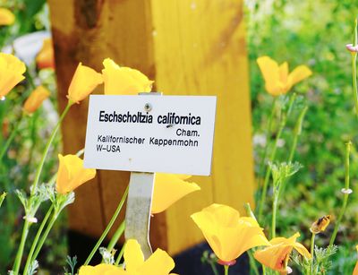Hier im Vordergrund zu sehen, ein Pflanzenschild des Kalifornischen Goldmohns (Eschscholzia californica).