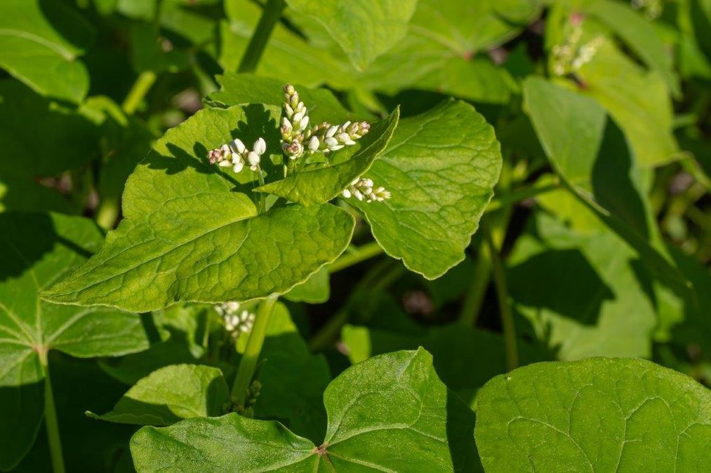 zur Vergrößerungsansicht des Bildes: Echter Buchweizen (Fagopyrum esculentum) auf dem Botanischen Acker im Botanischen Garten 2024, Foto: Wolfgang Teschner