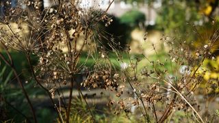 Fruchtstand von Arznei-Haarstrang (Peucedanum officinale) im Botanischen Garten, Foto: Rolf A. Engelmann