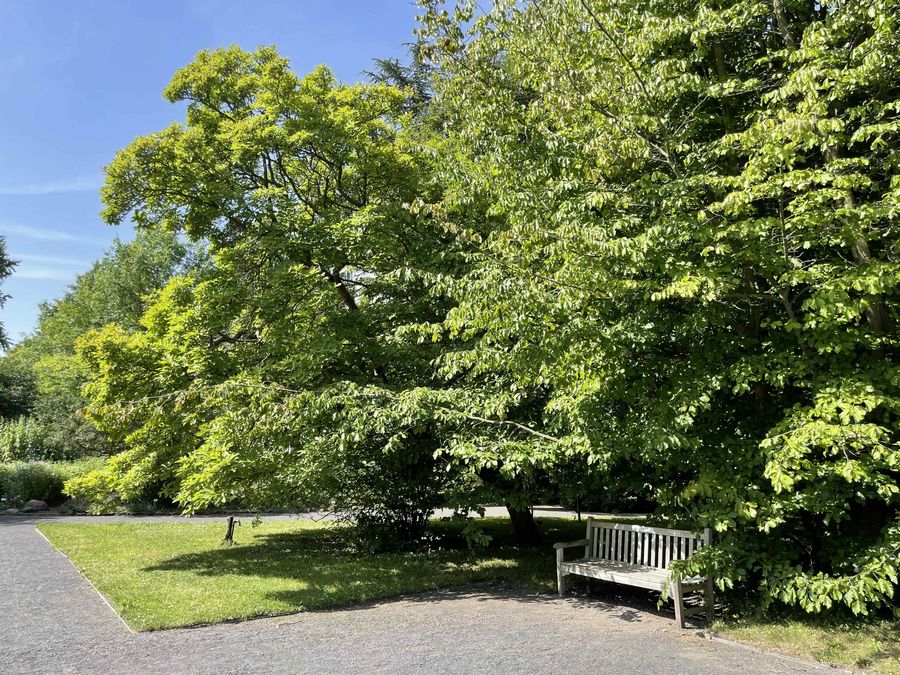 zur Vergrößerungsansicht des Bildes: Mehr Bänke zum Ausruhen: Mit einer Bankpatenschaften im Botanischen Garten der Universität Leipzig unterstützen Sie die Arbeit des Gartens und leisten einen wertvollen Beitrag für den Erhalt der Artenvielfalt. Foto: Dorett Bothmann