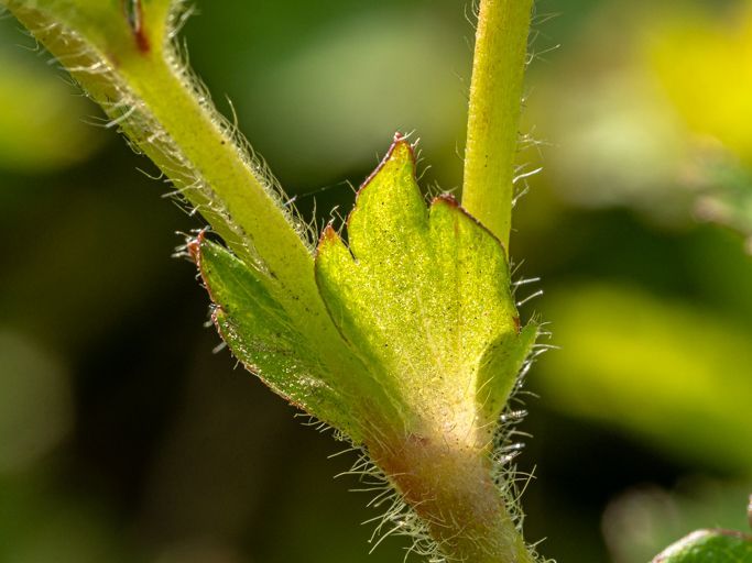 zur Vergrößerungsansicht des Bildes: Chile-Erdbeere (Fragaria chiloensis), Foto: Wolfgang Teschner