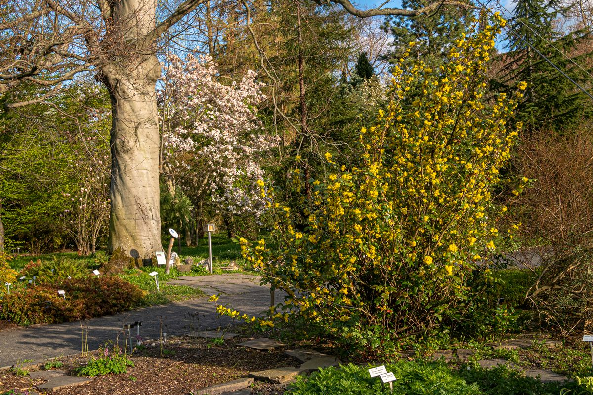 zur Vergrößerungsansicht des Bildes: Gelbblühende Gewöhnliche Mahonie (Mahonia aquifolium) am Standort im System des Botanischen Garten Leipzig