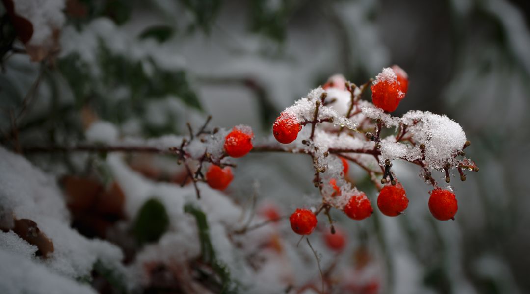 Früchte des heiligen Bambus im Schnee (Nandina domestica), Foto: Botanischer Garten Leipzig